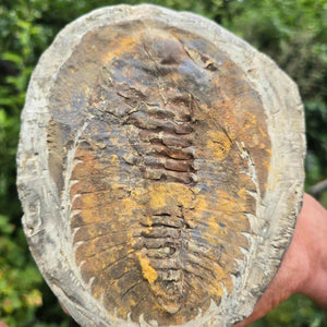 Original Trilobit Fossil mit Positiv- und Negativplatte - handpräpariert - 18x15cm - Nr. 124 - Detailansicht des Positivabdrucks