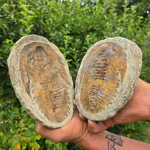 Original Trilobit Fossil mit Positiv- und Negativplatte - handpräpariert - 18x15cm - Nr. 124 in Händen mit grüner Umgebung