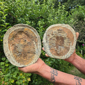 Original Trilobit Fossil mit Positiv- und Negativplatte - handpräpariert - 20x17cm - Nr. 125 in der Hand gehalten.