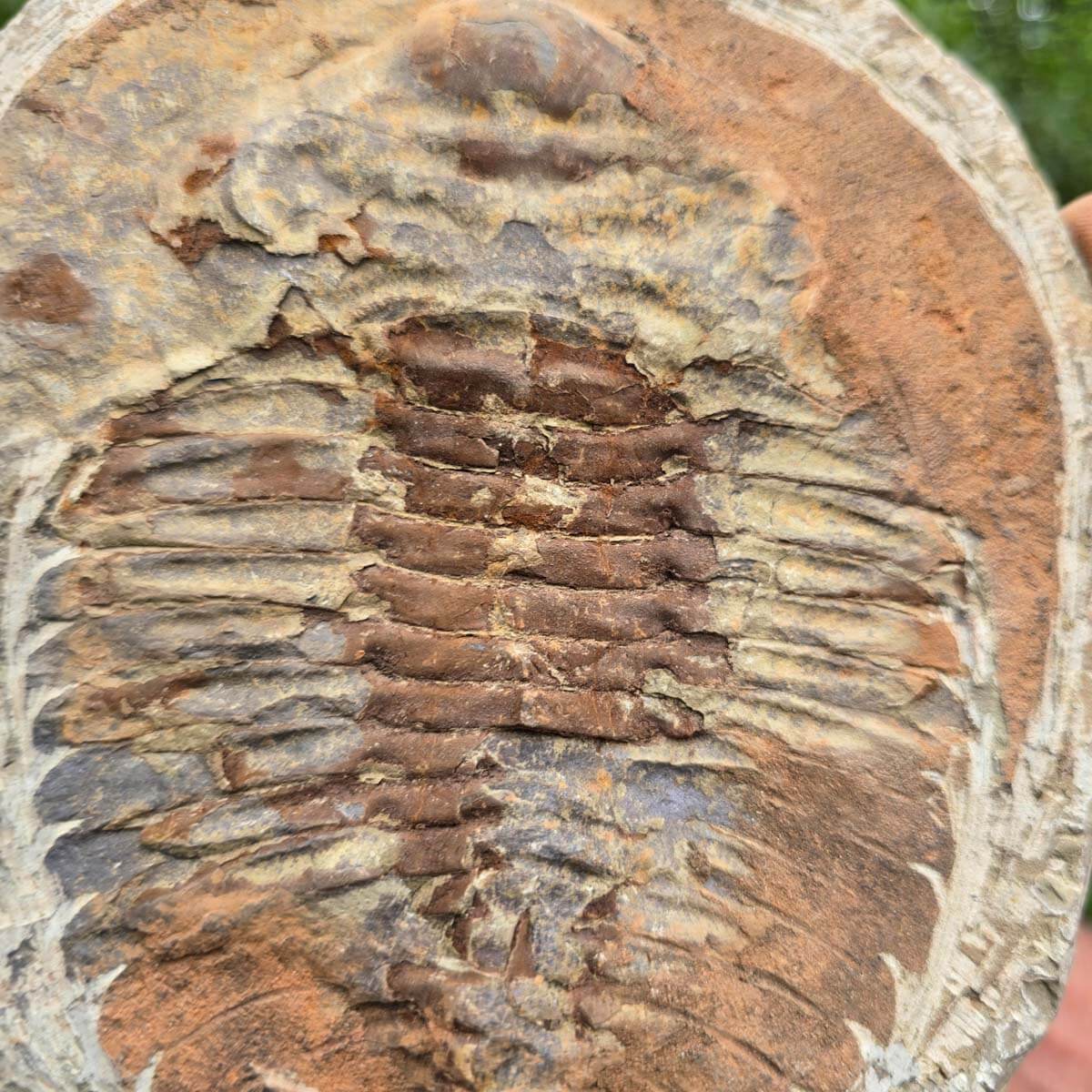 Original Trilobit Fossil mit Positiv- und Negativplatte - handpräpariert - 20x17cm - Nr. 125 in der Hand gehalten.