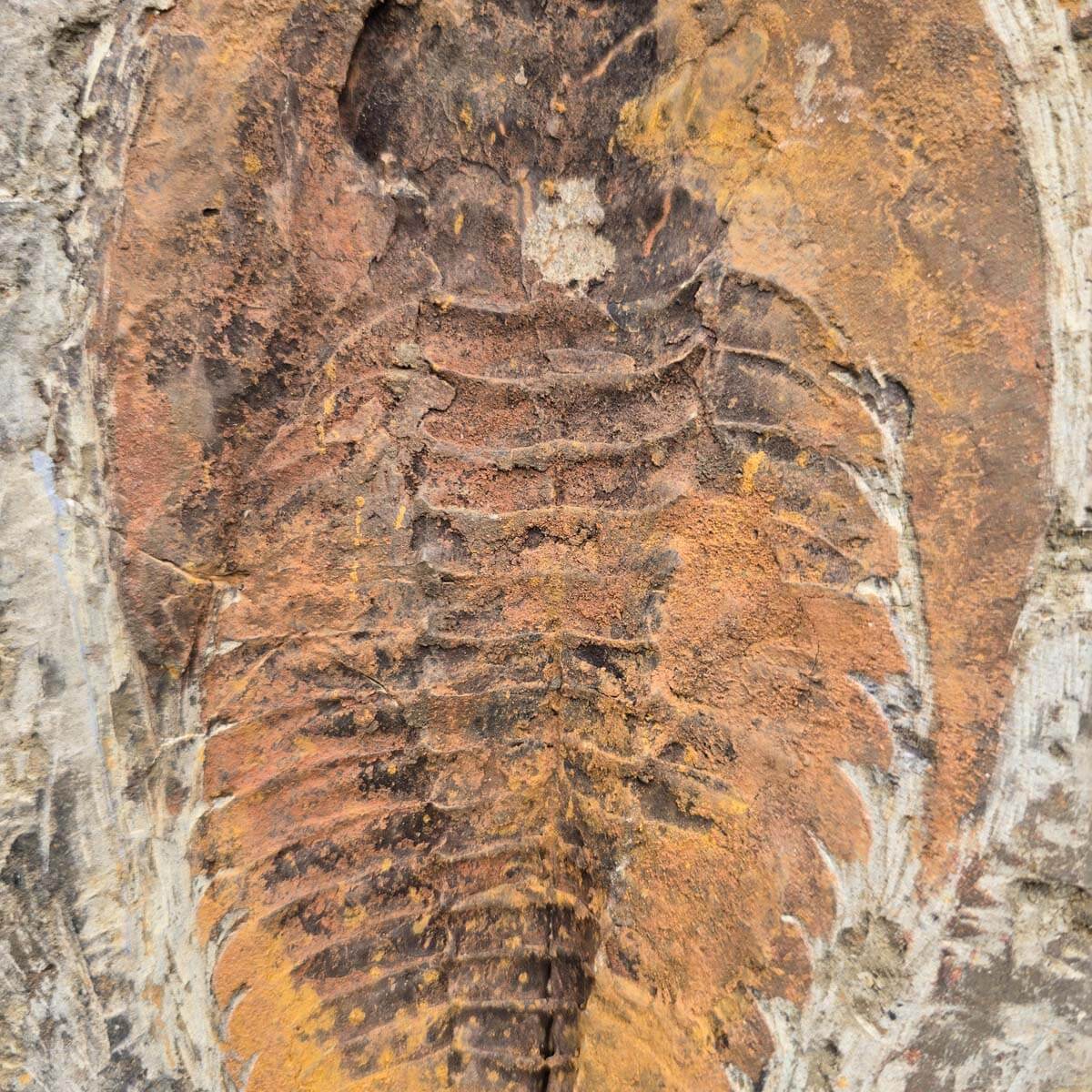 Original Trilobit Fossil mit Positiv- und Negativplatte - handpräpariert - 25x18cm - Nr. 126 in den Händen eines Sammlers.