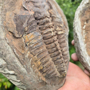 Original Trilobit Fossil mit Positiv- und Negativplatte - handpräpariert - 20x17cm - Nr. 127, Detailaufnahme des Fossils