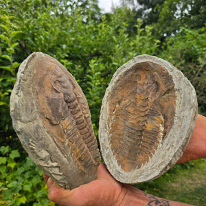 Original Trilobit Fossil mit Positiv- und Negativplatte - handpräpariert - 20x17cm - Nr. 127 in Hand gehalten