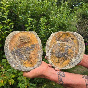 Original Trilobit Fossil mit Positiv- und Negativplatte - handpräpariert - 19x18cm - Nr. 129 in Hand hält zwei Fossilplatten