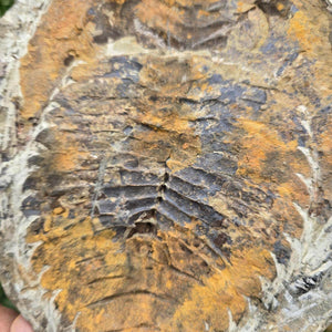 Original Trilobit Fossil mit Positiv- und Negativplatte - handpräpariert - 19x18cm - Nr. 129, Detailaufnahme des Fossils.
