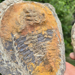 Original Trilobit Fossil mit Positiv- und Negativplatte - handpräpariert - 19x18cm - Nr. 129 Detailansicht