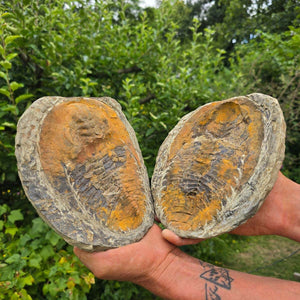Original Trilobit Fossil mit Positiv- und Negativplatte - handpräpariert - 19x18cm - Nr. 129 in Hand gehalten