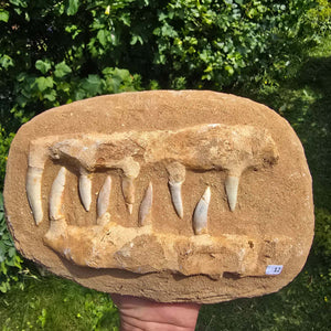 Mosasaurier Kiefer mit originalen Zähnen (Präpariert) – Fossil aus Marokko - 26x17cm - Nr. 12