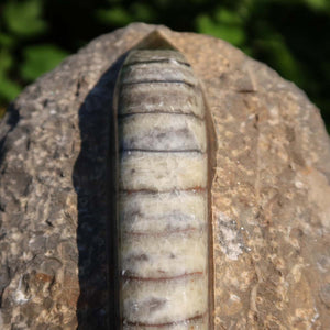 Orthoceras Fossil – 18x11cm geschliffene Platte aus Marokko - Nr. 12