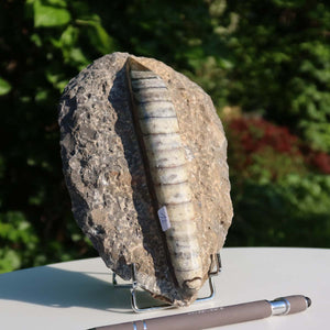 Orthoceras Fossil – 18x11cm geschliffene Platte aus Marokko - Nr. 12