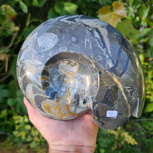 Geschliffene Schnecke mit Ammoniten und Orthoceras – 19x16 cm - Fossilienkunst aus Marokko - Nr. 51