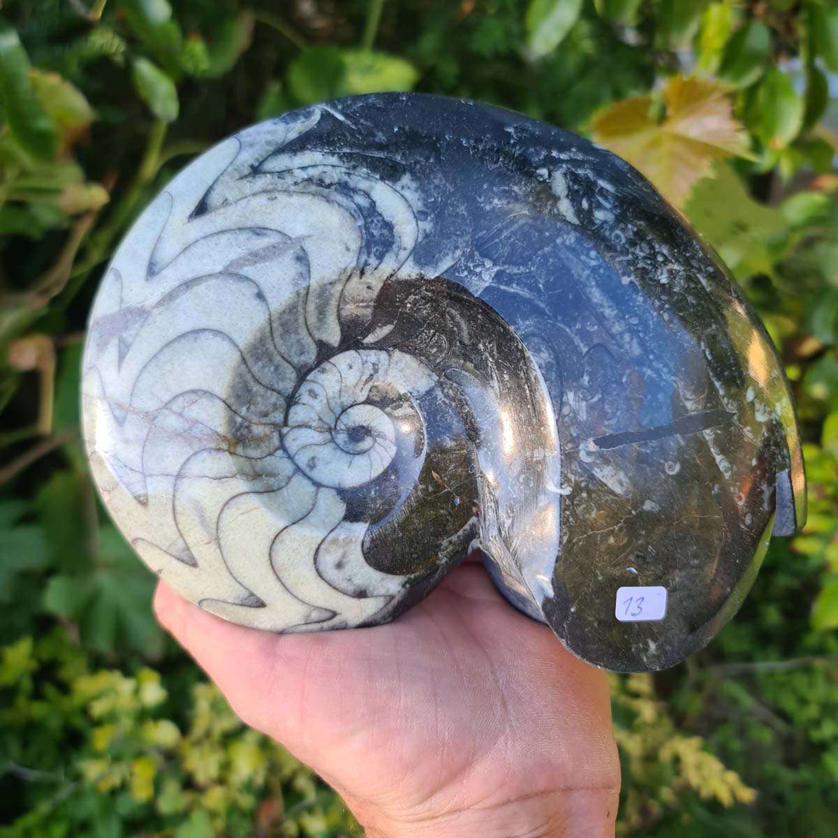 Ammonit - Echtes versteinertes Fossil - 100 Millionen Jahre alt - 20x15 cm - NR. 52