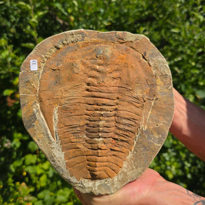 Echter Trilobit Fossil auf Matrix – Naturfund aus Marokko - handpräpariert - 21x20cm - Nr. 13