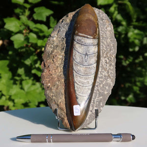 Orthoceras Fossil – 22x12cm geschliffene Platte aus Marokko - Nr. 13
