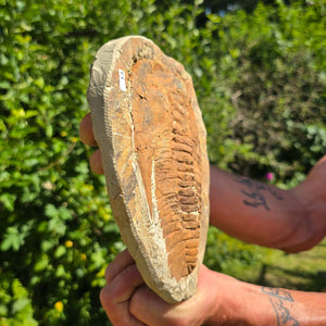 Echter Trilobit Fossil auf Matrix – Naturfund aus Marokko - handpräpariert - 21x20cm - Nr. 13