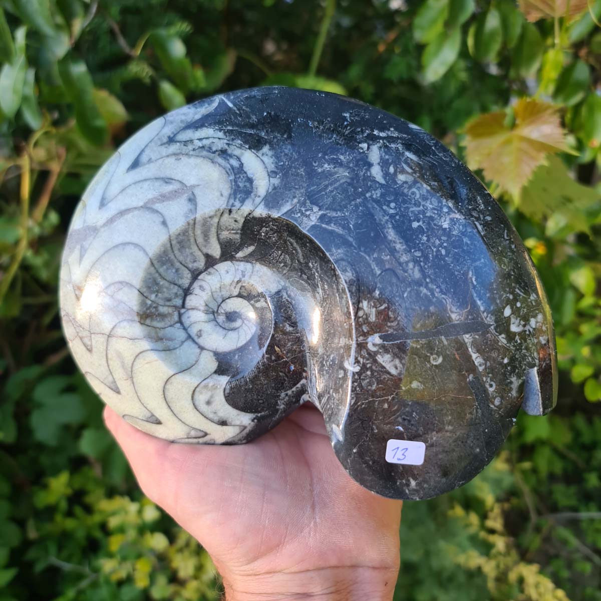 Ammonit - Echtes versteinertes Fossil - 100 Millionen Jahre alt - 20x15 cm - NR. 52