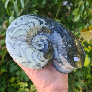 Ammonit - Echtes versteinertes Fossil - 100 Millionen Jahre alt - 20x15 cm - NR. 52