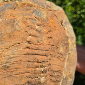 Echter Trilobit Fossil auf Matrix – Naturfund aus Marokko - handpräpariert - 21x20cm - Nr. 13