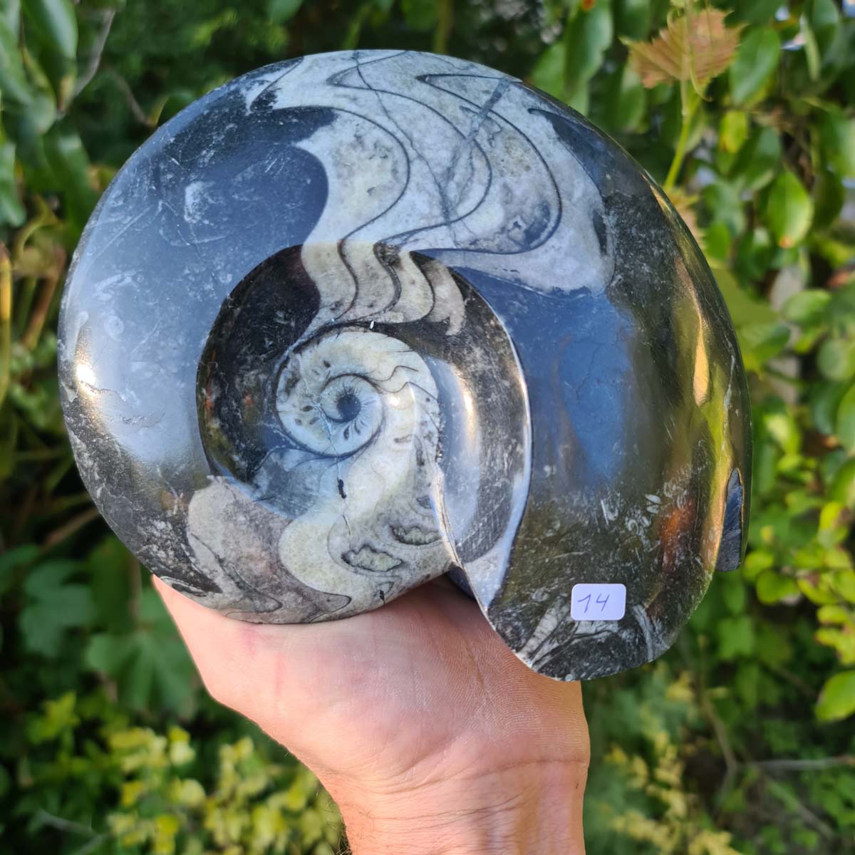 Ammonit - Echtes versteinertes Fossil - 100 Millionen Jahre alt - 19x16 cm - NR. 53