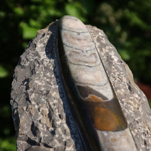 Orthoceras Fossil – 22x9cm geschliffene Platte aus Marokko - Nr. 14