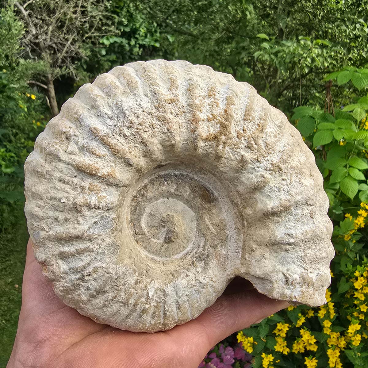 Ammonit - Echtes versteinertes Fossil - 100 Millionen Jahre alt - 15x13x7 cm - NR. 14
