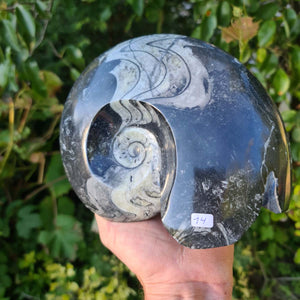 Ammonit - Echtes versteinertes Fossil - 100 Millionen Jahre alt - 19x16 cm - NR. 53