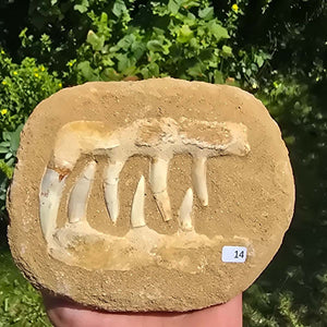 Mosasaurier Kiefer mit originalen Zähnen (Präpariert) – Fossil aus Marokko - 16x13cm - Nr. 14