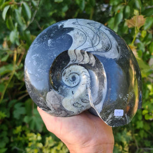 Ammonit - Echtes versteinertes Fossil - 100 Millionen Jahre alt - 19x16 cm - NR. 53