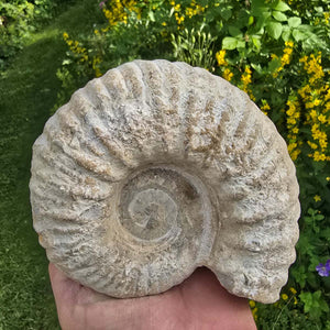 Ammonit - Echtes versteinertes Fossil - 100 Millionen Jahre alt - 15x13x7 cm - NR. 14