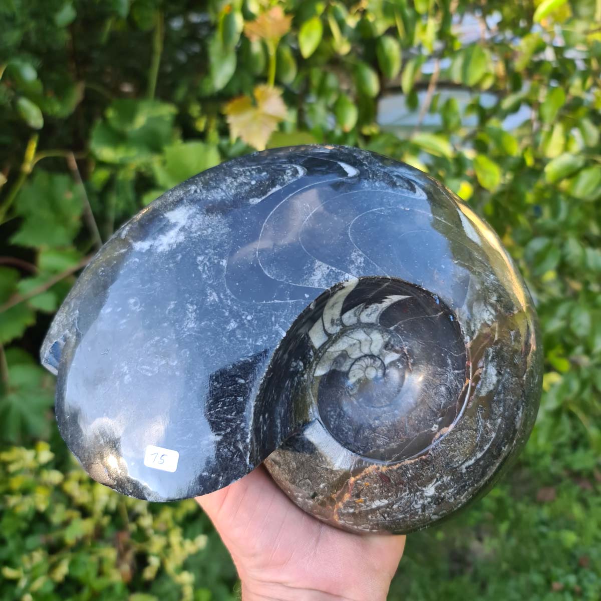Ammonit - Echtes versteinertes Fossil - 100 Millionen Jahre alt - 23x18 cm - NR. 54