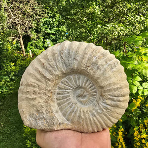 Ammonit - Echtes versteinertes Fossil - 100 Millionen Jahre alt - 16x14x5 cm - NR. 15