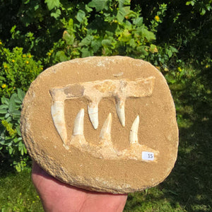 Mosasaurier Kiefer mit originalen Zähnen (Präpariert) – Fossil aus Marokko - 18x16cm - Nr. 15