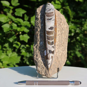 Orthoceras Fossil – 23x10cm geschliffene Platte aus Marokko - Nr. 15