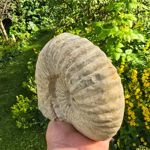 Ammonit - Echtes versteinertes Fossil - 100 Millionen Jahre alt - 16x14x5 cm - NR. 15
