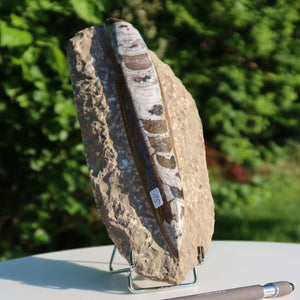 Orthoceras Fossil – 23x10cm geschliffene Platte aus Marokko - Nr. 15