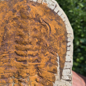 Echter Trilobit Fossil auf Matrix – Naturfund aus Marokko - handpräpariert - 28x20cm - Nr. 15