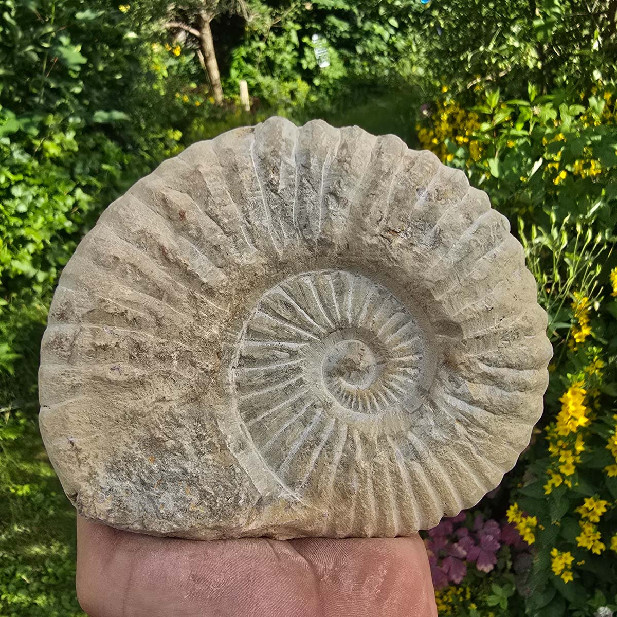 Ammonit - Echtes versteinertes Fossil - 100 Millionen Jahre alt - 16x14x5 cm - NR. 15