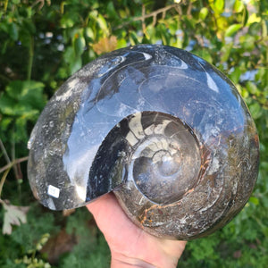 Ammonit - Echtes versteinertes Fossil - 100 Millionen Jahre alt - 23x18 cm - NR. 54