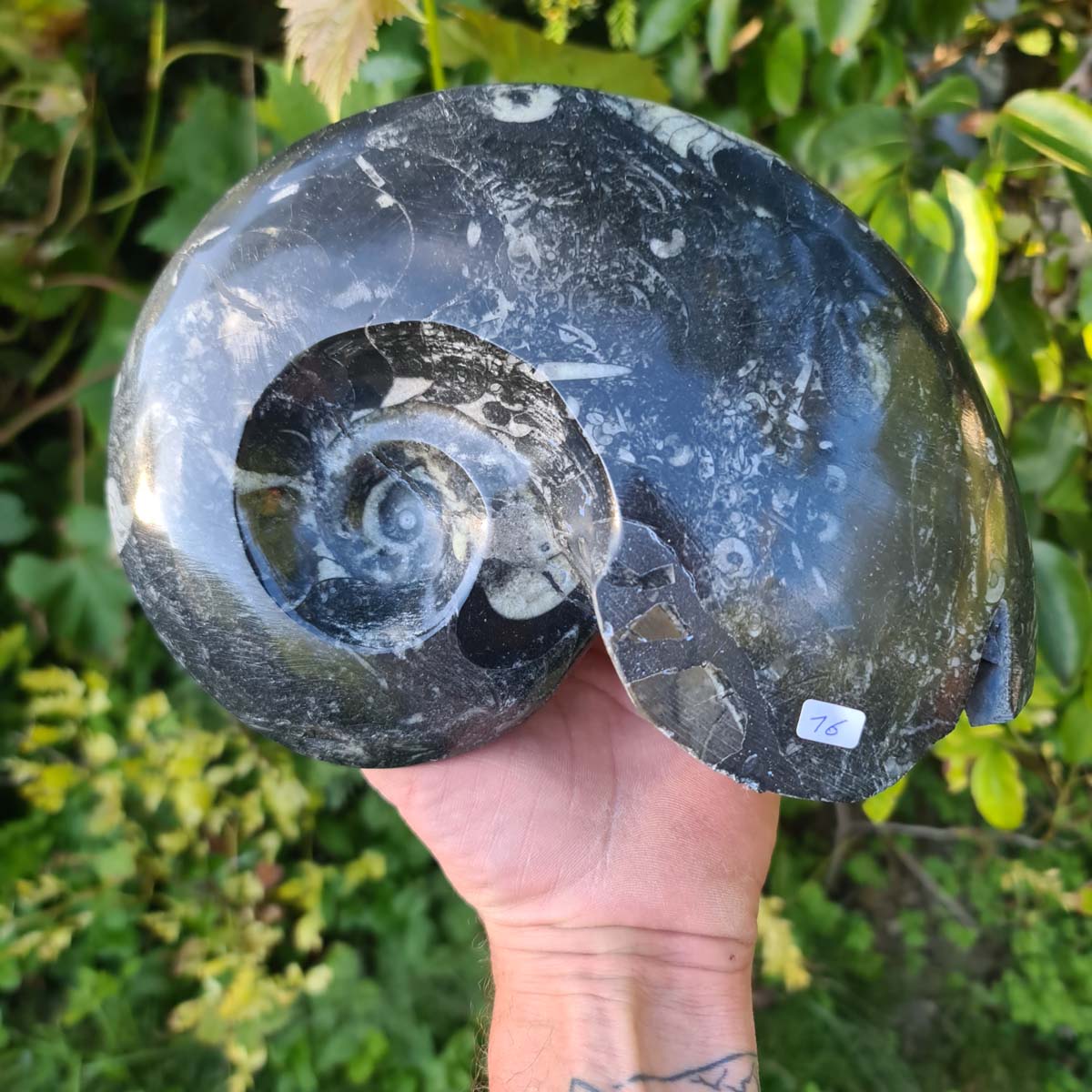 Ammonit - Echtes versteinertes Fossil - 100 Millionen Jahre alt - 23x17 cm - NR. 55