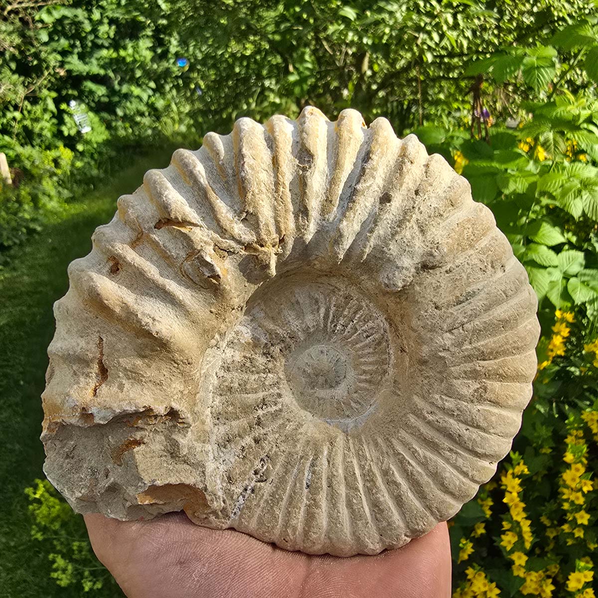 Ammonit - Echtes versteinertes Fossil - 100 Millionen Jahre alt - 15x13x7 cm - NR. 16