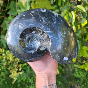 Ammonit - Echtes versteinertes Fossil - 100 Millionen Jahre alt - 23x17 cm - NR. 55