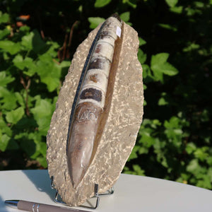 Orthoceras Fossil – 25x11cm geschliffene Platte aus Marokko - Nr. 16