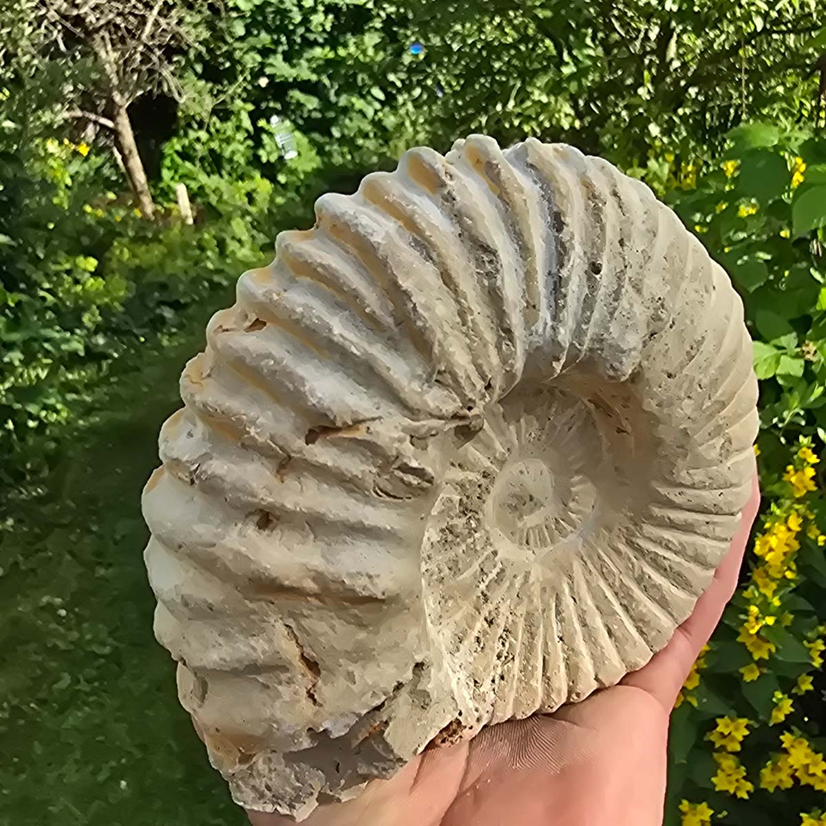 Ammonit - Echtes versteinertes Fossil - 100 Millionen Jahre alt - 15x13x7 cm - NR. 16