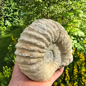 Ammonit - Echtes versteinertes Fossil - 100 Millionen Jahre alt - 17x15x8 cm - NR. 17