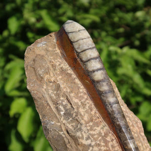 Orthoceras Fossil – 21x8cm geschliffene Platte aus Marokko - Nr. 17