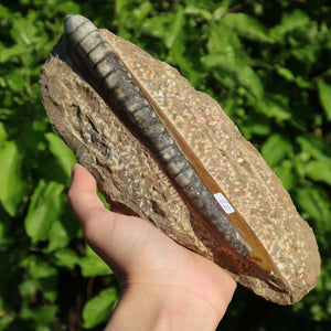 Orthoceras Fossil – 21x8cm geschliffene Platte aus Marokko - Nr. 17