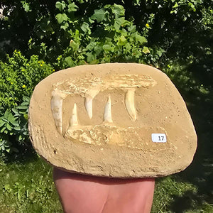 Mosasaurier Kiefer mit originalen Zähnen (Präpariert) – Fossil aus Marokko - 18x14cm - Nr. 17