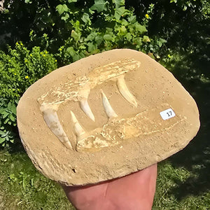 Mosasaurier Kiefer mit originalen Zähnen (Präpariert) – Fossil aus Marokko - 18x14cm - Nr. 17