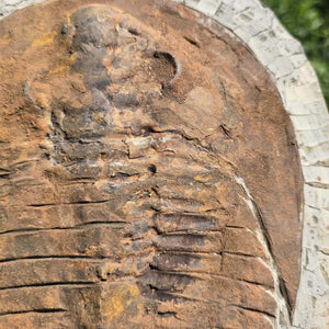 Echter Trilobit Fossil auf Matrix – Naturfund aus Marokko - handpräpariert - 32x23cm - Nr. 17