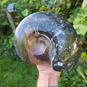 Ammonit - Echtes versteinertes Fossil - 100 Millionen Jahre alt - 21x17 cm - NR. 57